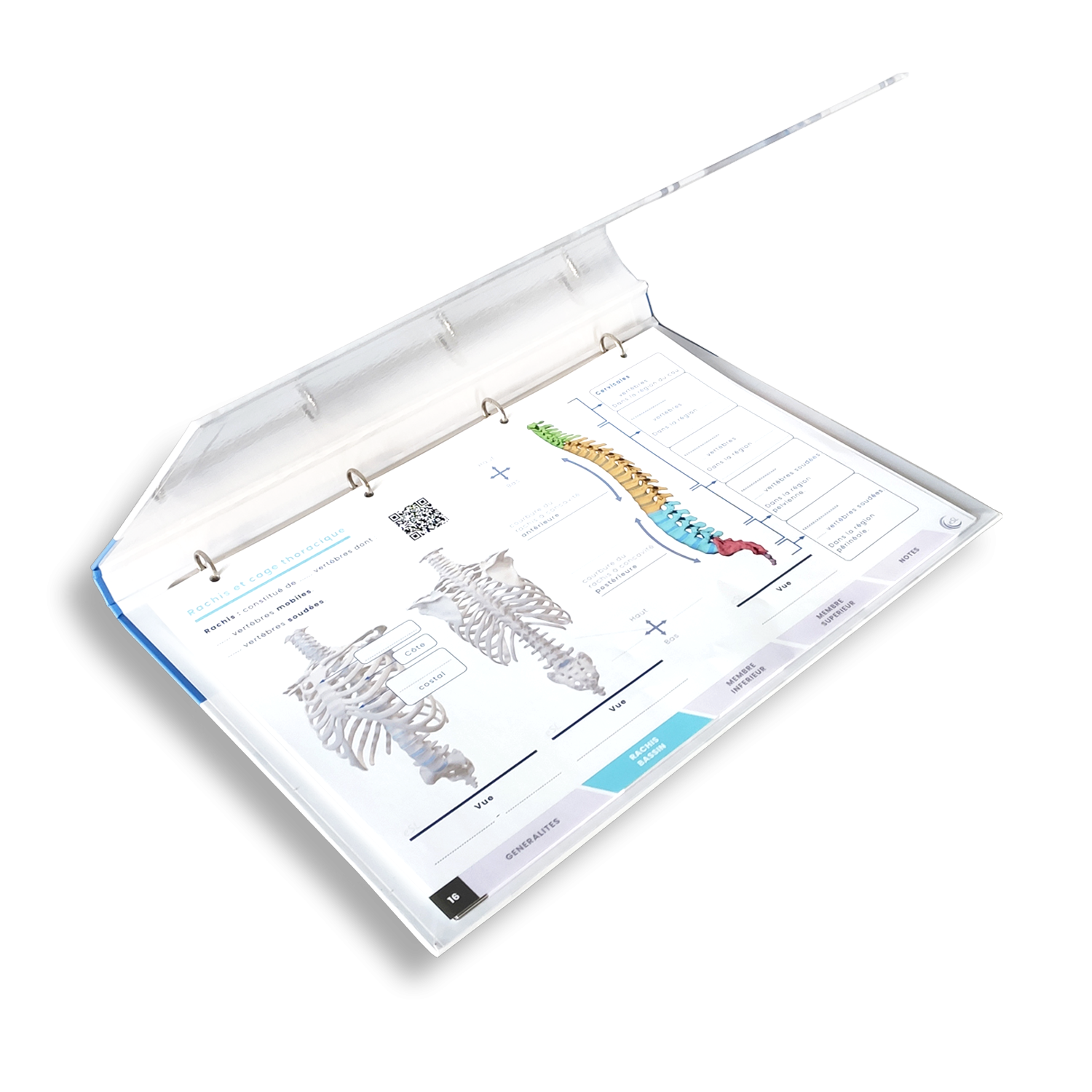 Pourquoi le classeur de fiches d’anatomie BOOKAPY® est la meilleure idée cadeau de Noël pour des étudiants en santé et sport ?