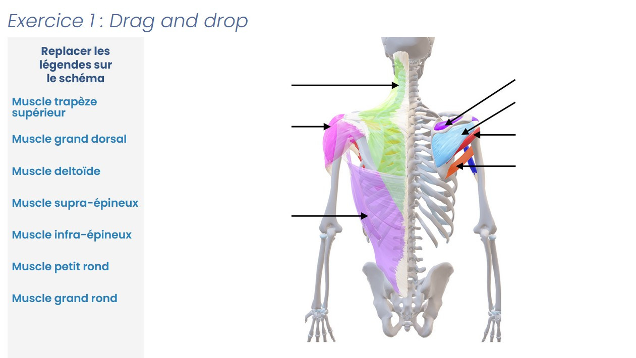 Astuces pour réussir ses examens d’anatomie du 1er coup